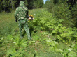 Бой борщевику