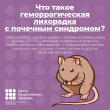 Меры профилактики геморрагической лихорадки с почечным синдромом.